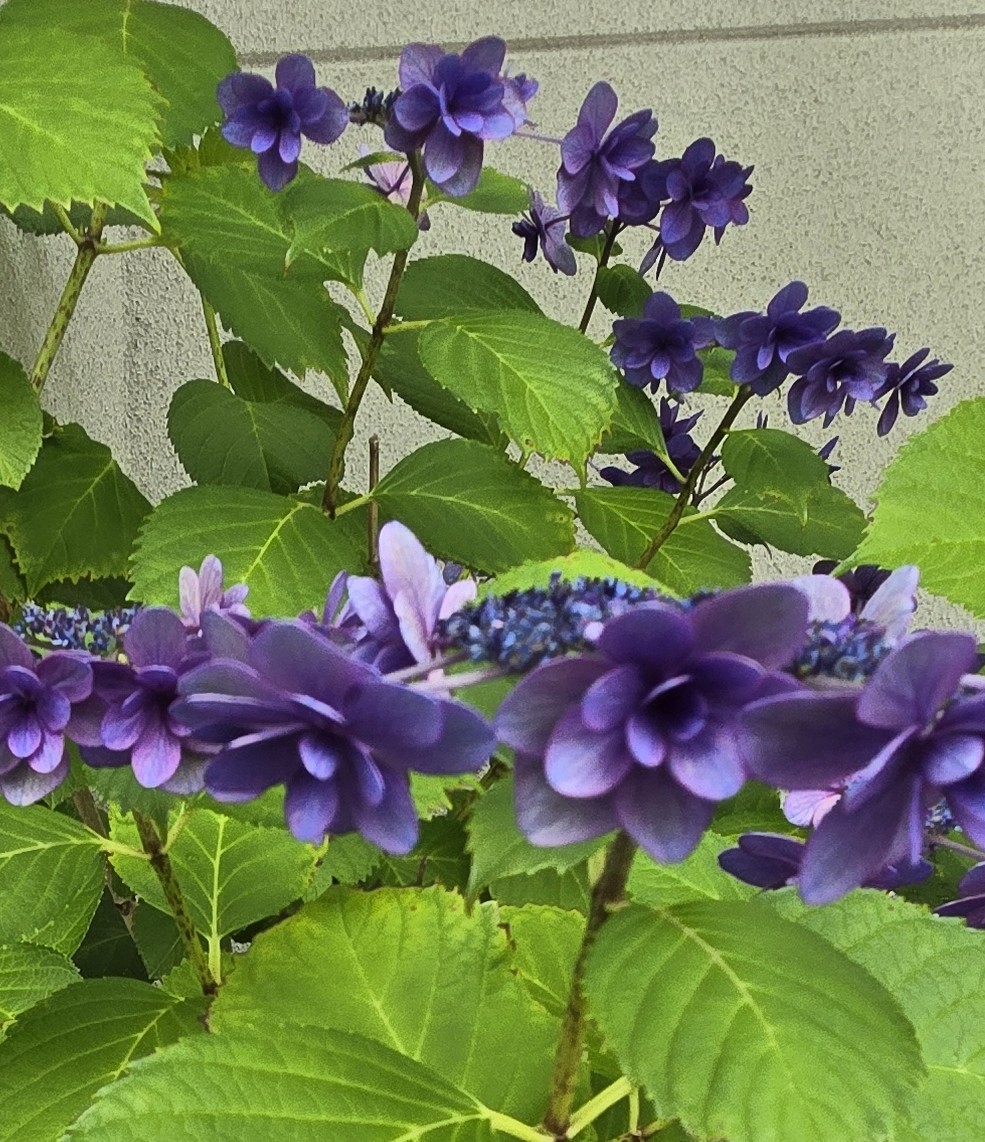 ao_ihoshi's tweet photo. ちょこっと*ꕤ*紫陽花*ꕤ*
/これもフォトナ関係ないけど🫣

先月撮った写真。。今頃ですが😆
一昨年から載せていたので一応✨
癒しフォトナと同じくらい癒される色と形️️🩵。。なんだけど 今年は少し色が元気ないような🥹お世話サボったからかな🙄ごめんね*ꕤ*
#癒し  #紫陽花 #フォートナイト https://t.co/T0QEFgUDXD