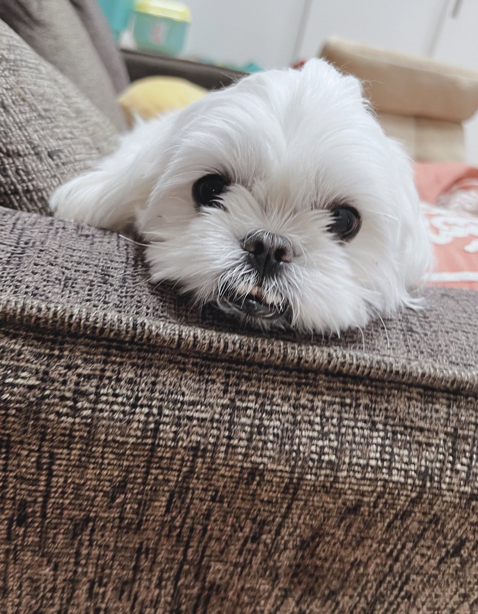 大福みたいなマコ🐶

ちゃんと歯が出てて逆に可愛い🥺

#dog #いぬ