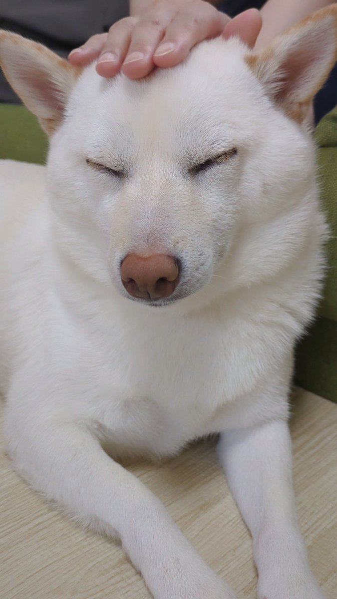 頭をなでなでされて幸せそうな犬