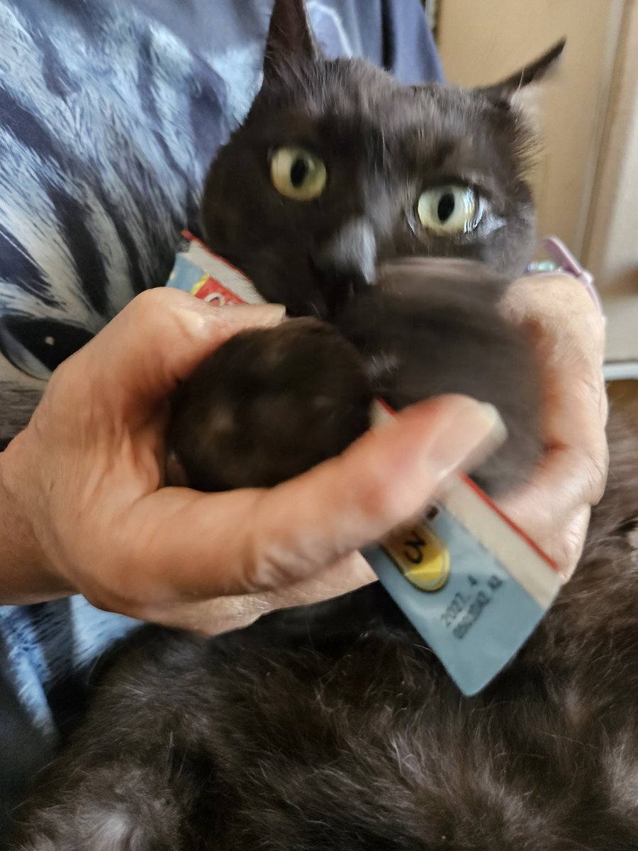 ヤマトの爪を友達に切ってもらっています＼(^-^)／鼻にちゅーるがついても、しっかり離さずに両手で持ってます（笑）本当に必死で食べてますね(笑)ありがとうございましたm(__)m持つべきものは友達です＼(^-^)／撮してくれたのも友達です😅器用です😅