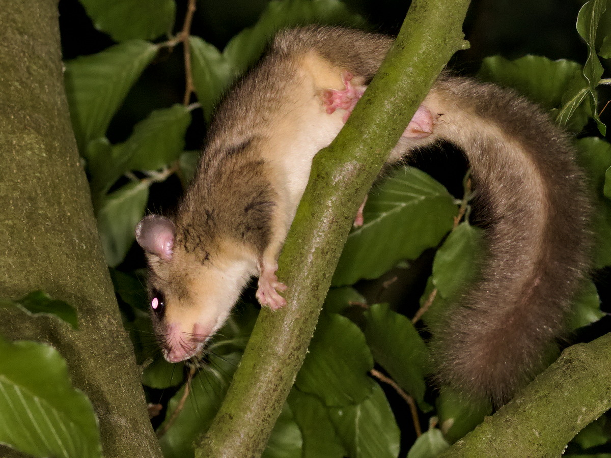 Siebenschläfer Aktivitäten, drei Stück mit Rivalenkämpfchen