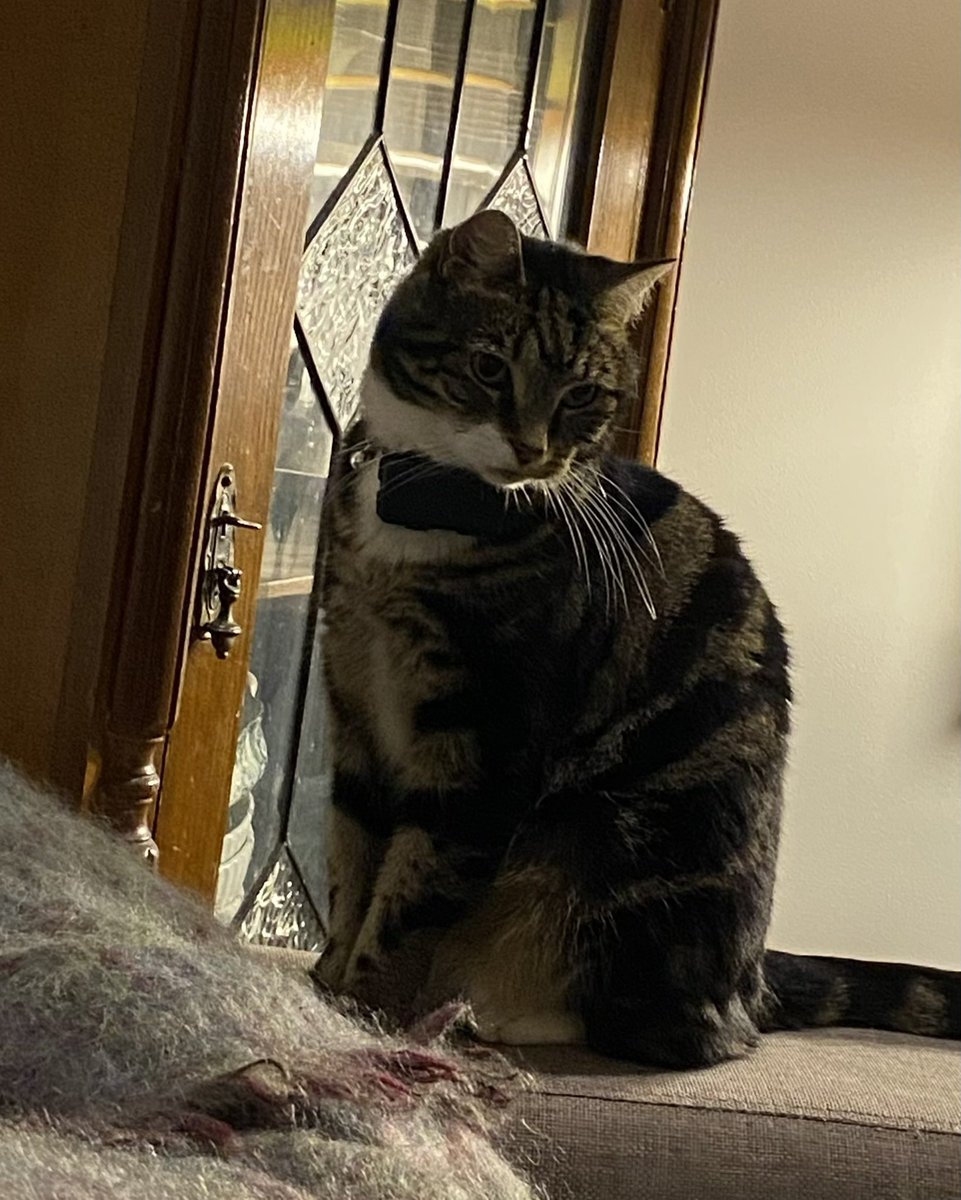 GetsPuppy's tweet image. I’m a bit embarrassed pals. Yesterday mum went to Ballarat for a funeral and didn’t get home till late. When she got home I ran to the front door with the dogs to greet her 🙀❤️ #RosieTheCat