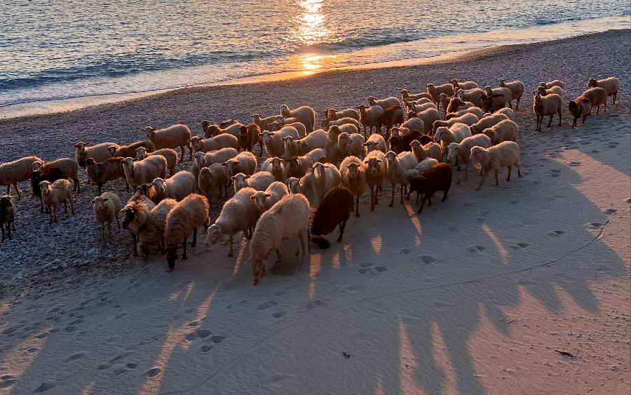 Προφητικοί οι στίχοι του Μιχάλη Γκανά
Τα είδαμε στις λαμογιές-πρόβατα #ΟΠΕΚΕΠΕ 
Καράβια βγήκαν στη στεριά
και πιάσανε τα όρη
ποιός είδε βάρκα στο Χελμό
στο Μέτσοβο βαπόρι

Ποιός είδε Φάρο στο Ψηλορείτη
στην Ελασσόνα λευκό πανί
κι ένα καράβι απο τη Κρήτη
να πιάνει Ξάνθη...Κομοτηνή