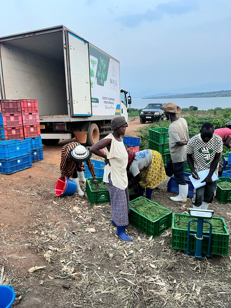 ImigongoFarms's tweet photo. Almost 2,500 kgs of export quality French beans harvested in a single day, sorted and prepacked.
Thank you to the team and to the Ndego community, who are getting more and more efficient at picking.
#FarmingAfrica
#Rwanda
#foodexport
#ImigongoFarms https://t.co/iP6nfCsqaE