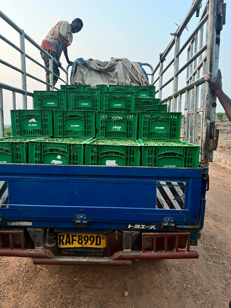 ImigongoFarms's tweet photo. Almost 2,500 kgs of export quality French beans harvested in a single day, sorted and prepacked.
Thank you to the team and to the Ndego community, who are getting more and more efficient at picking.
#FarmingAfrica
#Rwanda
#foodexport
#ImigongoFarms https://t.co/iP6nfCsqaE