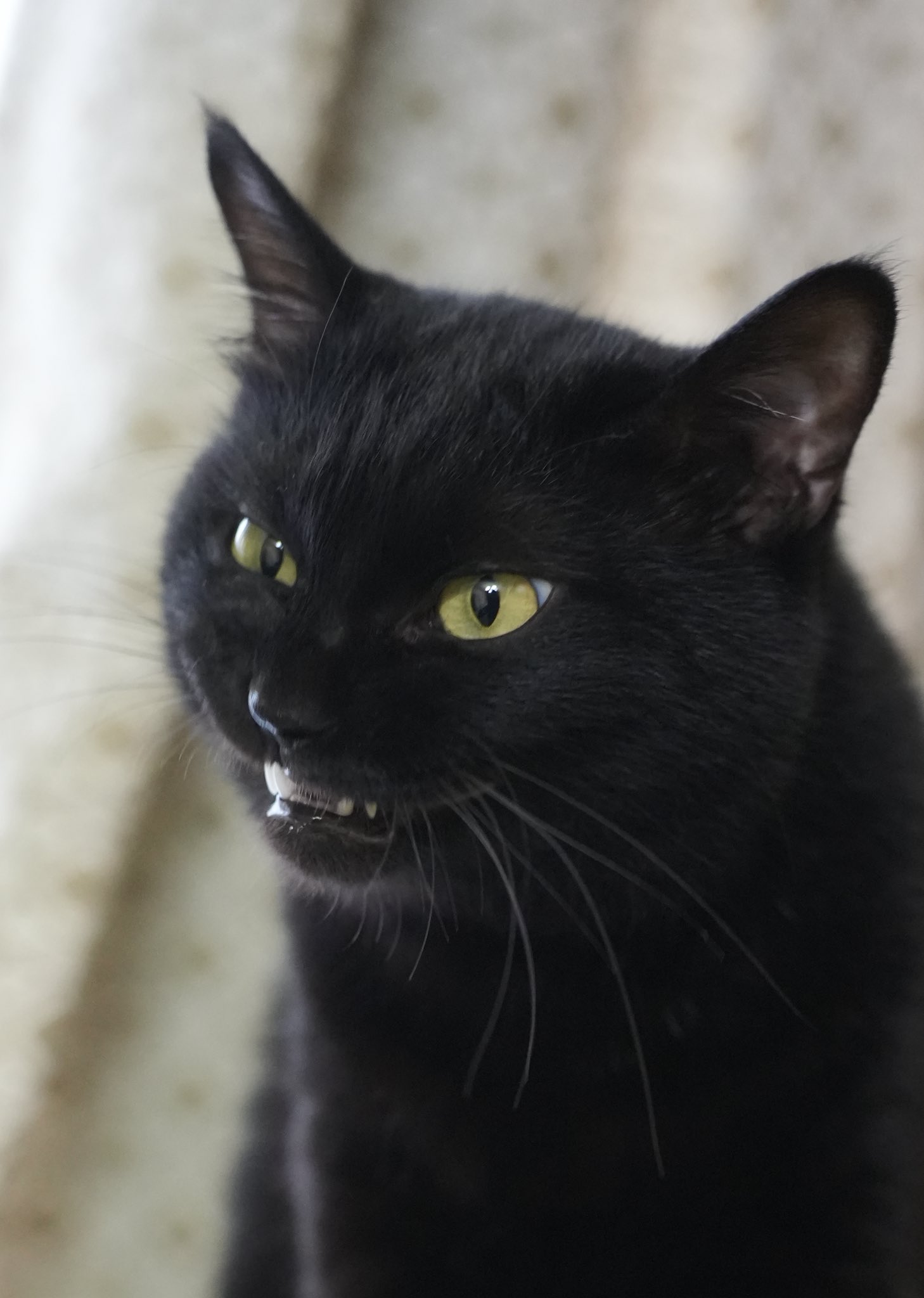 黒猫つくねちゃん太しっぽ on X: 