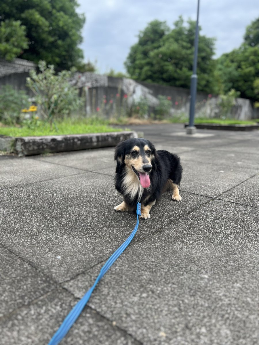 taro_second's tweet photo. 今日は涼しくさんぽできましたワン🐾 https://t.co/gOQ9eWm9p1
