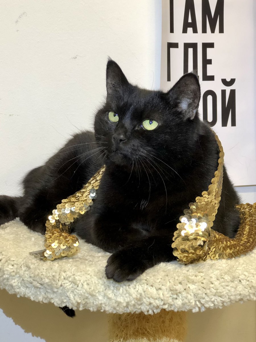 Восточная принцесса со славянским именем Муся ищет дом💗🐾
Муся имеет скрипучий голосок, тихий, редко его подаёт. Да и вся она тихая, ненавязчивая, уютная, приятная. Ей бы спокойно лежать на диване и мурчать, что она очень любит. Умеет нежно бодаться❤️
#муся_убежище