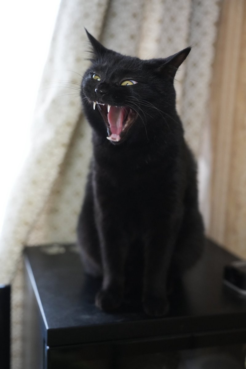 黒猫 黒猫つくねちゃん太しっぽ on X: 