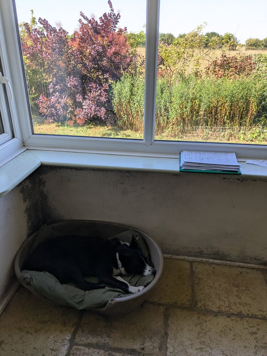 Talk about Dog days. It's over 30 degrees already. The horses are in the barn away from the heat and flies, I've done the sheep, had a run with the dogs, watered the greenhouse and veg plots and now I've retreated to the relative cool of the kitchen to try and make some kimchi.