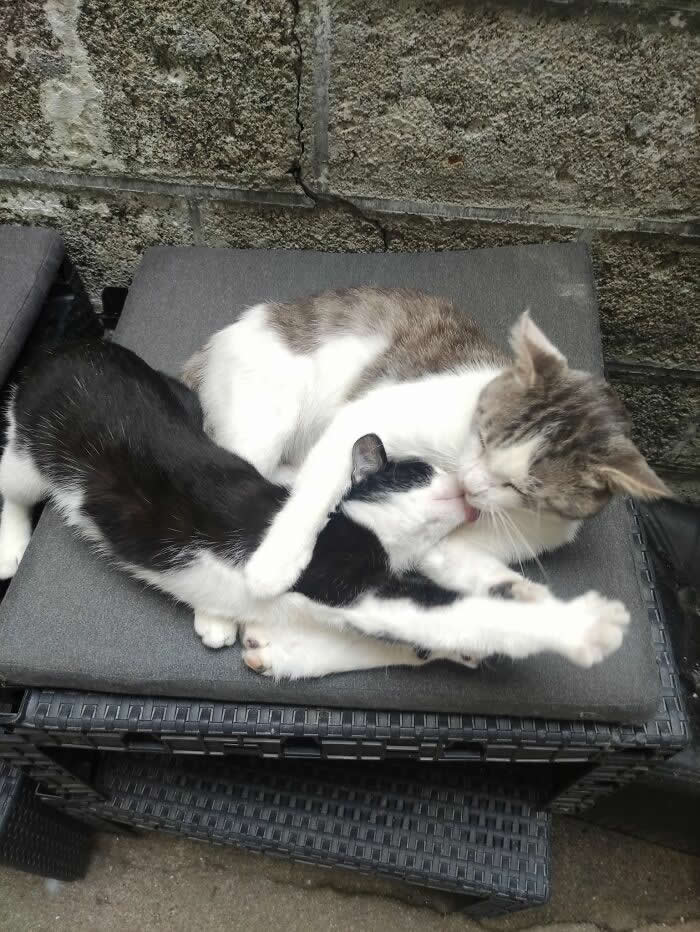 🐈🐈‍⬛🐈#Caturday🐈🐈‍⬛🐈

Atticus &amp; Amira
Blessed Images 📷

Une Histoire d'Amour/Mireille Mathieu
youtu.be/9BDoS52NPeQ?si…

<a href="/gigliointi/">Gigliola</a>
<a href="/GuernseyJuliet/">Alessandra Bertuzzo #facciamorete</a>
<a href="/LunaLeso/">Luna</a>
<a href="/AlessandraCicc6/">Alessandra Ciccolini</a>
<a href="/gherbitz/">Claudia 🐾🐧🐱</a>
<a href="/j_ferris221629/">Jane Ferris</a>
<a href="/DEOLINDAMA93701/">Maria Alves</a>
<a href="/JohnLee90252472/">John Lee</a>
<a href="/Rebeka80721106/">Rebeka</a>
<a href="/ValerioLivia/">Livia Valerio</a>
<a href="/annamarylight/">Annamaria</a>