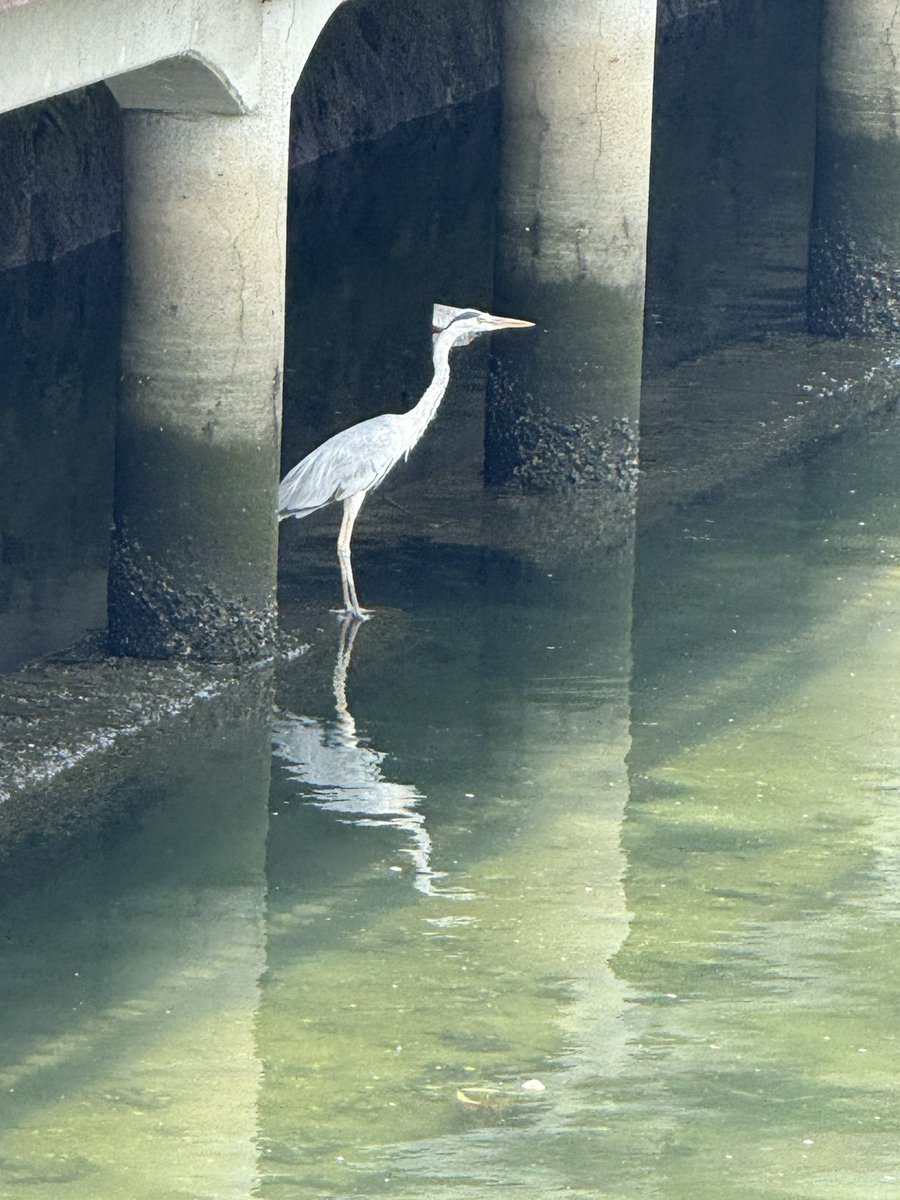 鳥カッケー！！

鷺？？だよね？？

スタイリッシュでマジかっけー！！