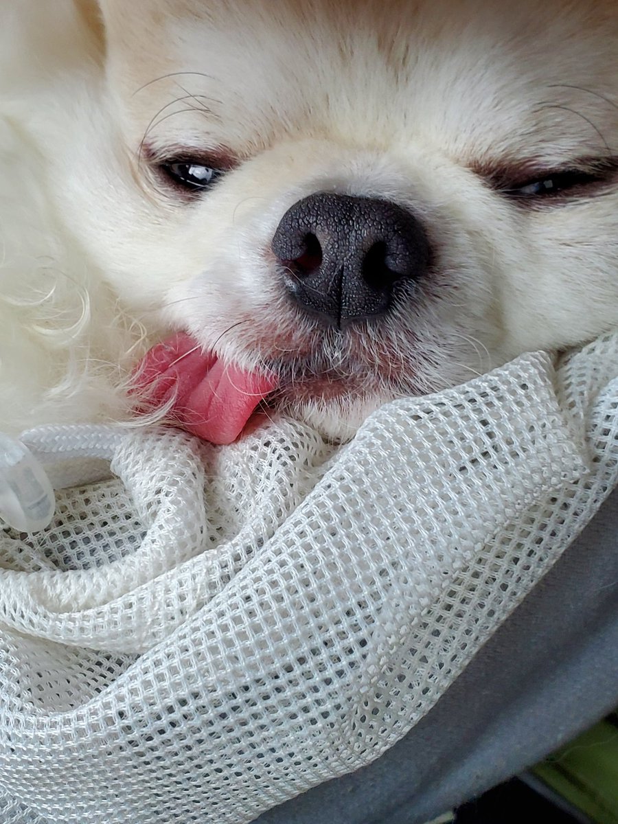 犬くんもびょいんにすみかにお買い物に今日1日車で連れ回されてお疲れ様のご様子