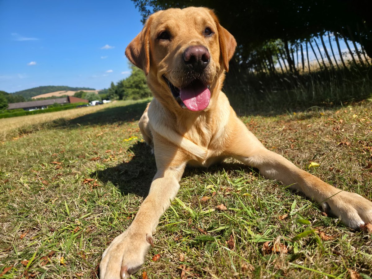PDFranky's tweet image. TPD Obi is resting up this weekend in preparation for his final week of assessments. This week, we got the privilege of training @AllianzStadium #thehomeofrugby #policedog #labrador #explodog