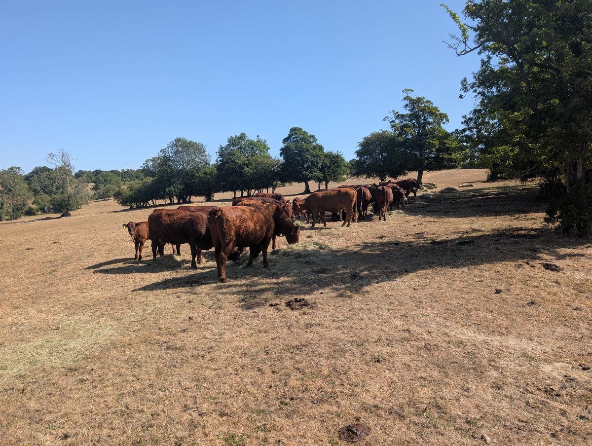 Farmerdbarton's tweet image. With extreme heat and the dryest spring/summer for over 100years in many parts of the England. Grazing livestock and conserving forage is extremely difficult @theRPA @DefraGovUK please make general derogation for grazing options on CS SFI HLS.This is a partnership be a partner.
