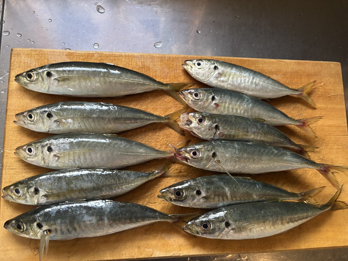 アジ釣れました！！
20cmぐらいかな