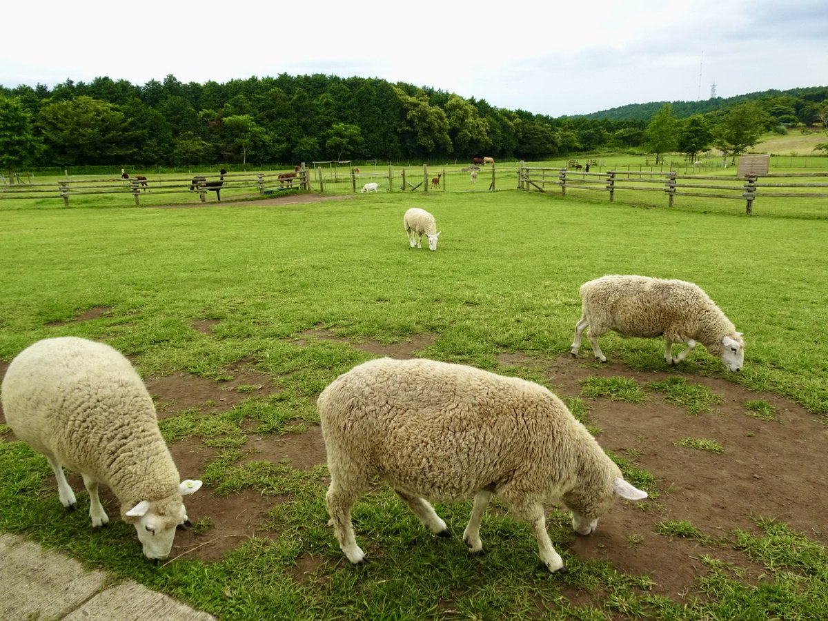 sakura_loop's tweet photo. 【マザー牧場】(千葉県富津市)🐮
大きな鏡付きメリーゴーランドがある遊園地🎠🎡

花畑を見ながら食べる絶品ジンギスカン🐏

乗るだけでエサやり体験＆牧場のお仕事見学＆東京湾を望むパノラマビューが全部できちゃう「マザーファームツアーDX」🚌

楽しいことが多すぎて一日で遊びきれません✨ https://t.co/5VFqYTytkn