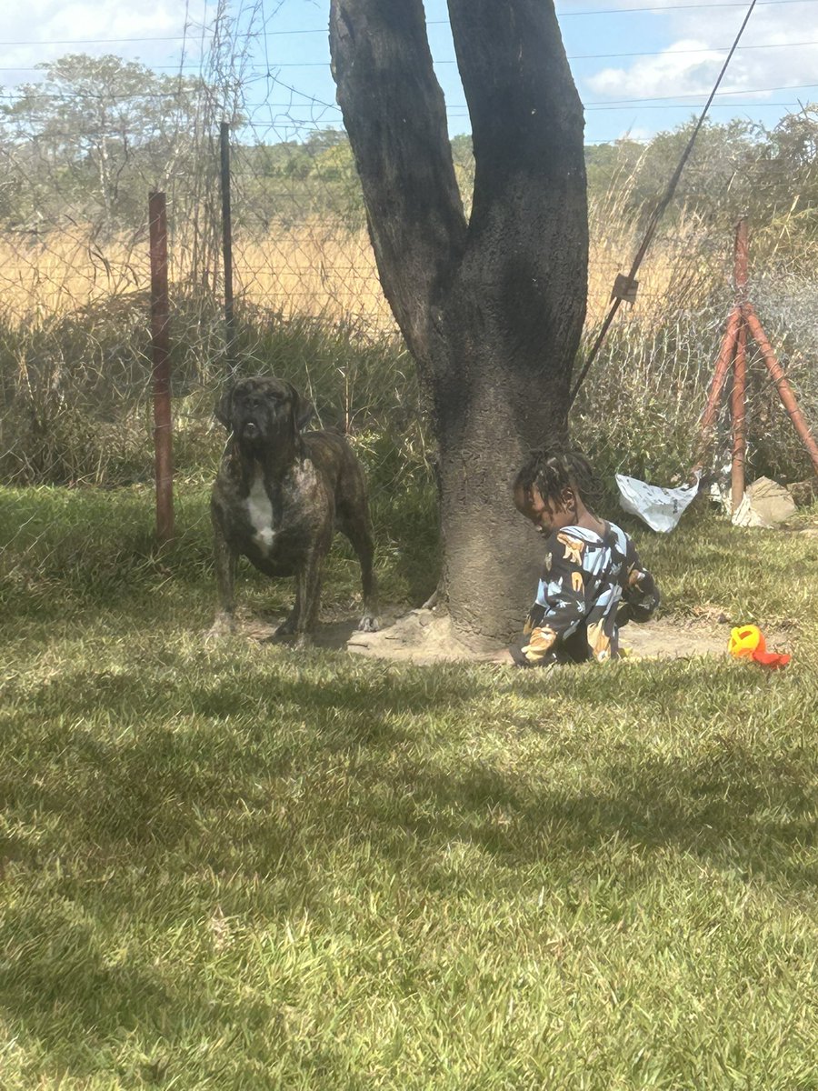 Where ever her "pup" is , she will never stray too far from her . I dare you to go near this child . The last thing you will remember is "why a snake has no bums "