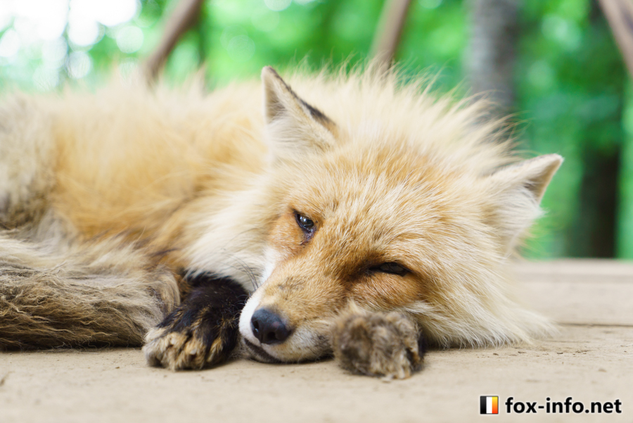 fox_info_net's tweet image. おねむキツネ🦊
 #蔵王キツネ村 fox-info.net/fox-photo/arch…