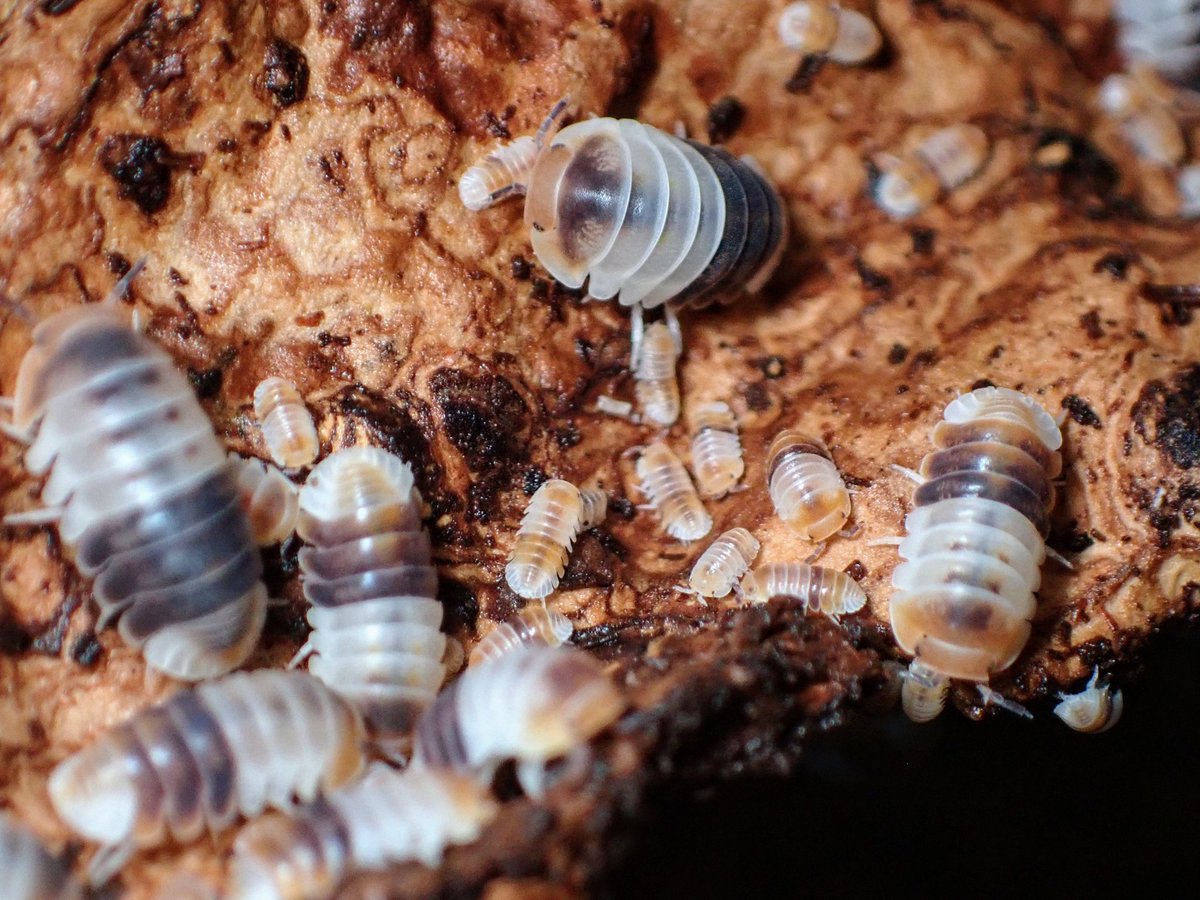 潜ってるのが多いからよくわからないけど、どれだけ餌をあげてもすぐなくなるので4桁匹いる気がする