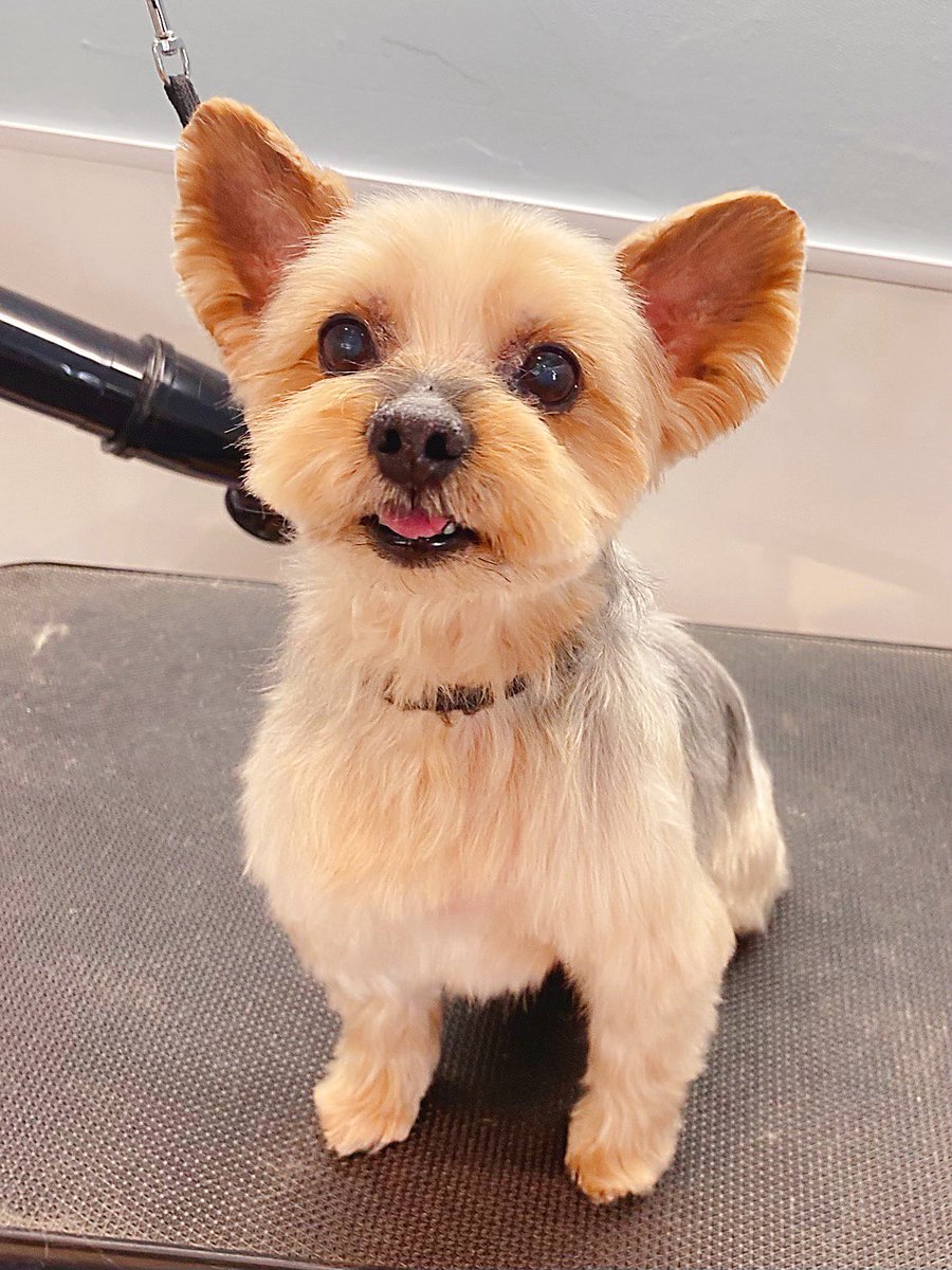 犬も元気です。今年で12歳になりましたが病院の先生からも年の割には元気だと言われてるし、見た目じゃシニアに見えないと言われてるくらい逞しく生きてくれてます。
でも最近朝ごはんを3時にねだるようになったので確実におじい犬にはなってます。これからも元気でいてね