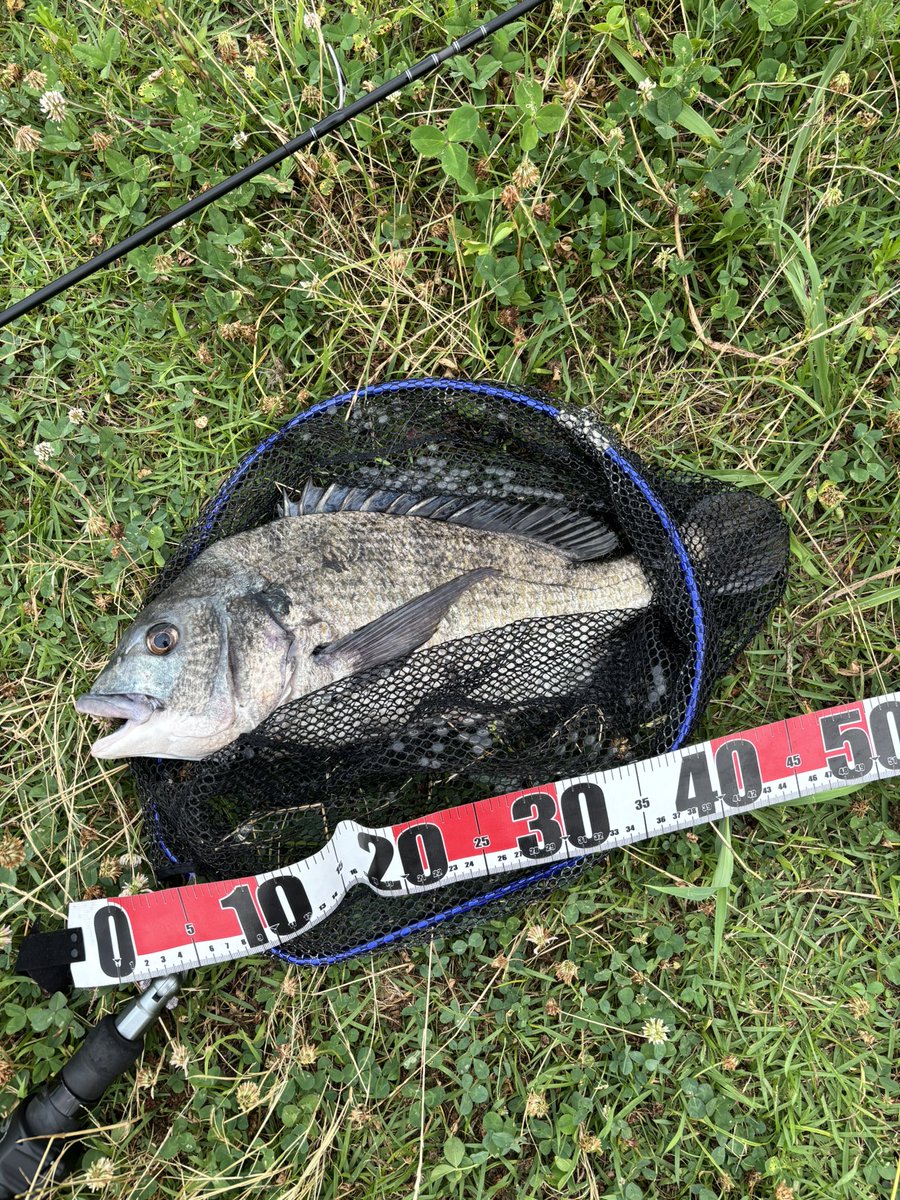 oden1981x's tweet photo. 今日はバス釣りのはずが、大きめのチヌが釣れて驚き。いつもヘチで釣ってるより弱い引きだったので、ライトタックルでも大丈夫だった。 https://t.co/yspLQfwdBr