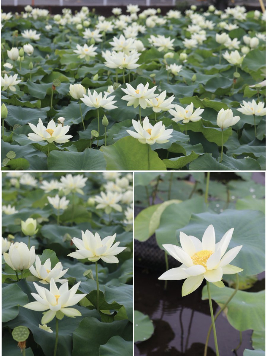 AK52008210's tweet image. こんばんは✨
今朝 近くの蓮畑にて🪷
白い蓮の花が
満開でした🤍
2025/07/12
穏やかな夜をお過ごしください
.☪*゚
#TLを花でいっぱいにしよう