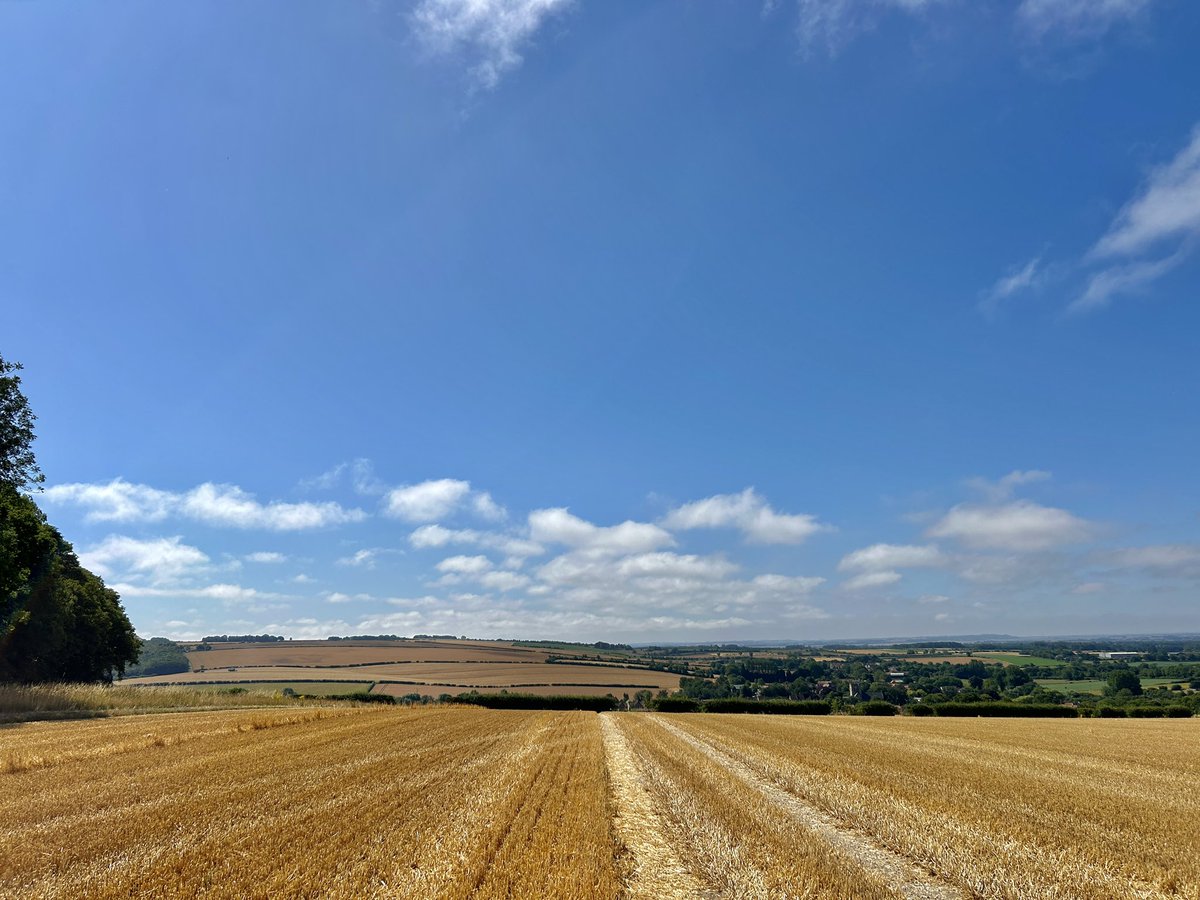 WeatherWolds's tweet image. Barley Harvest In Progress. 24°C and very warm. Red Kite up high.