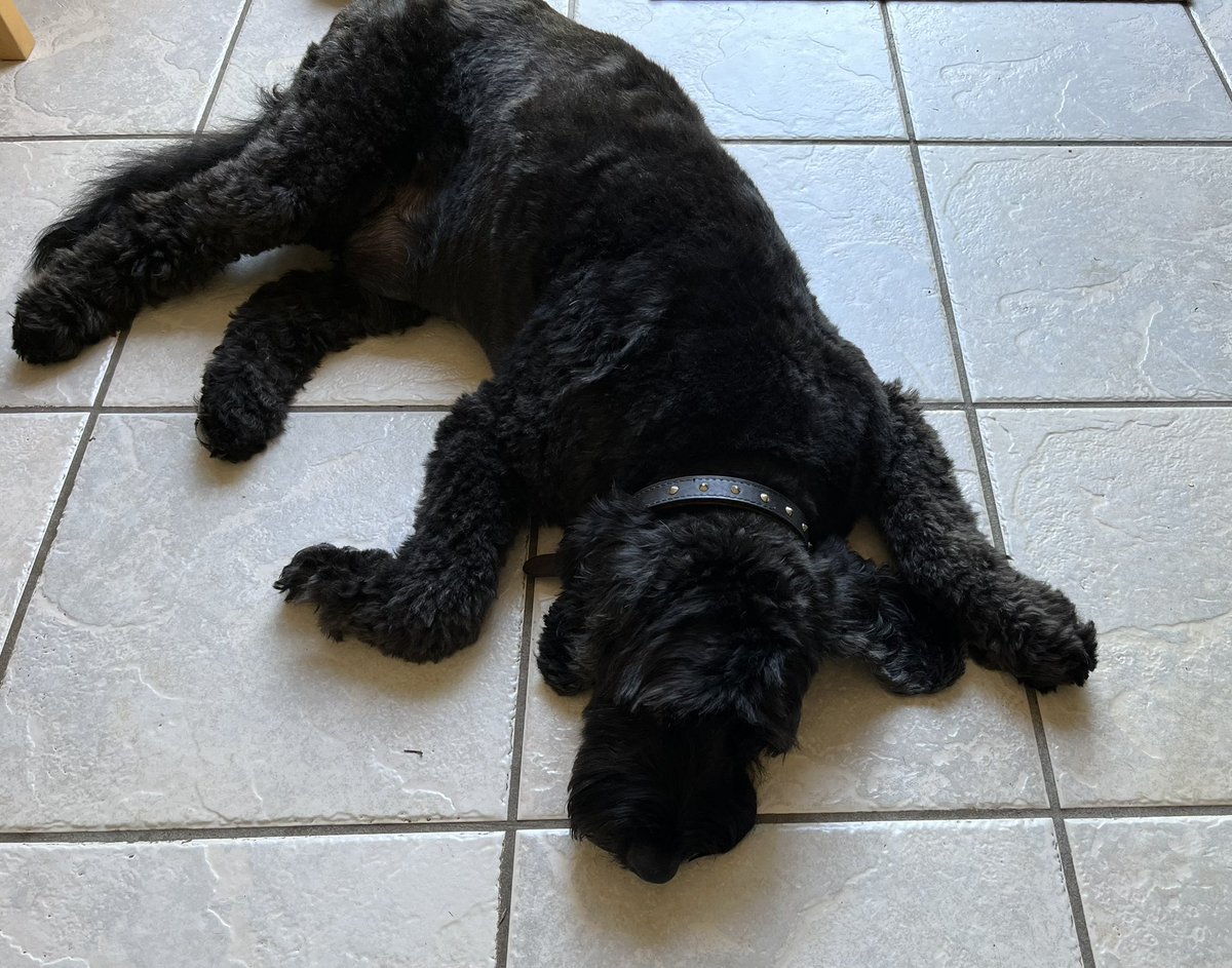 NickBeggs's tweet image. I slept in the garden again last night but Sonny prefers the cold floor in this weather.