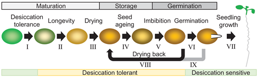 Portland Press (@pppublishing) on Twitter photo For insight into the molecular basis of seed longevity, look no further than this Bioscience Reports review from West et al. covering the cellular stresses and protective mechanisms that promote seed survival doi.org/10.1042/BSR202… For insight into the molecular basis of seed longevity, look no further than this Bioscience Reports review from West et al. covering the cellular stresses and protective mechanisms that promote seed survival doi.org/10.1042/BSR202…