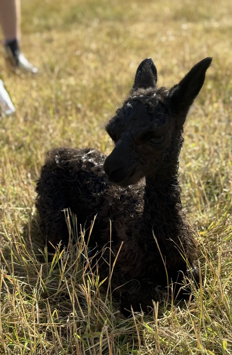 Well done, Horus  💞