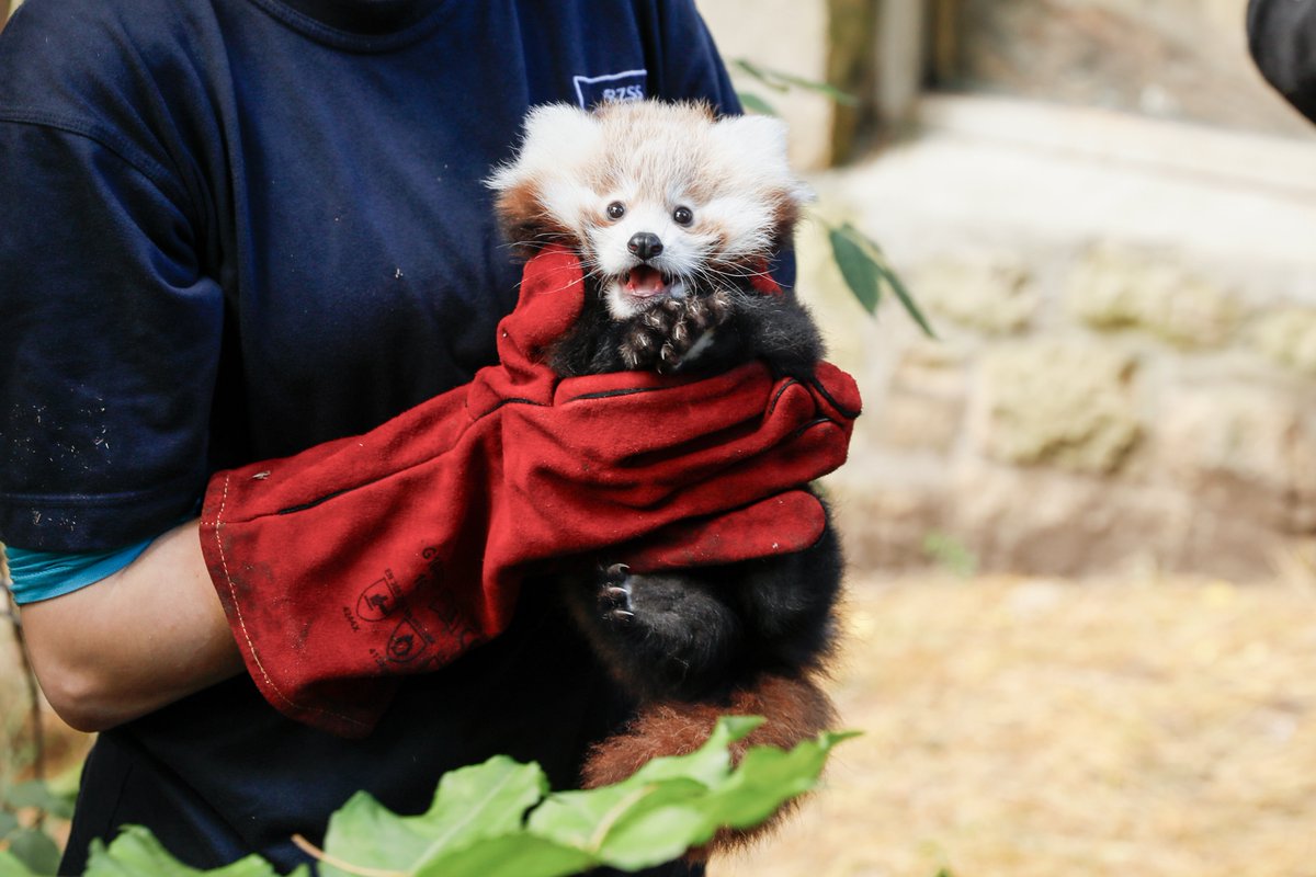 EdinburghZoo's tweet image. Last year we sadly lost red panda cub Roxie due to stress from fireworks.
@Edinburgh_CC are now consulting on potential areas for Firework Control Zones, one of which includes the area around the zoo.
If you live locally please add your voice today to prevent all animals…