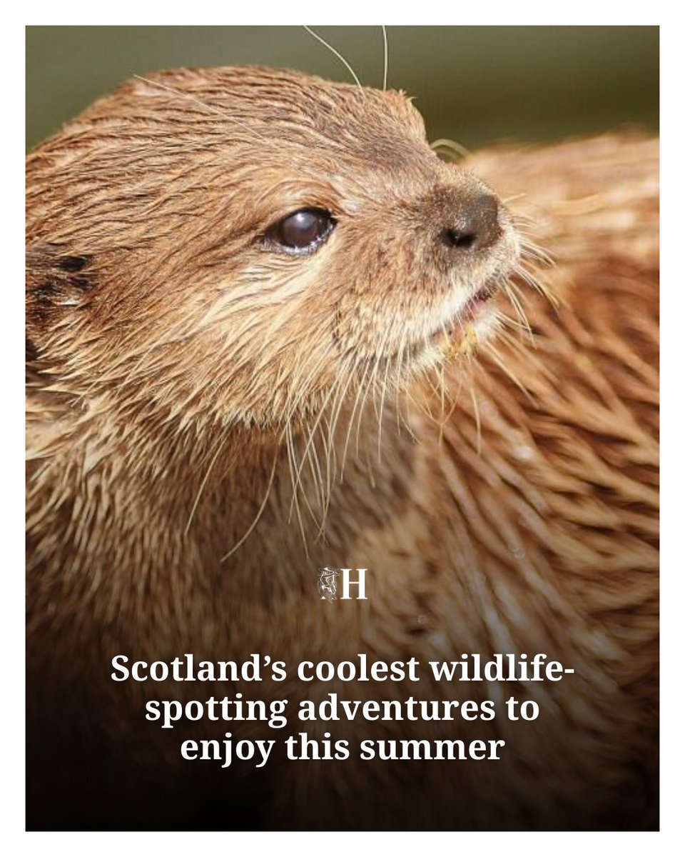 Wildlife-spotting adventures to enjoy this summer