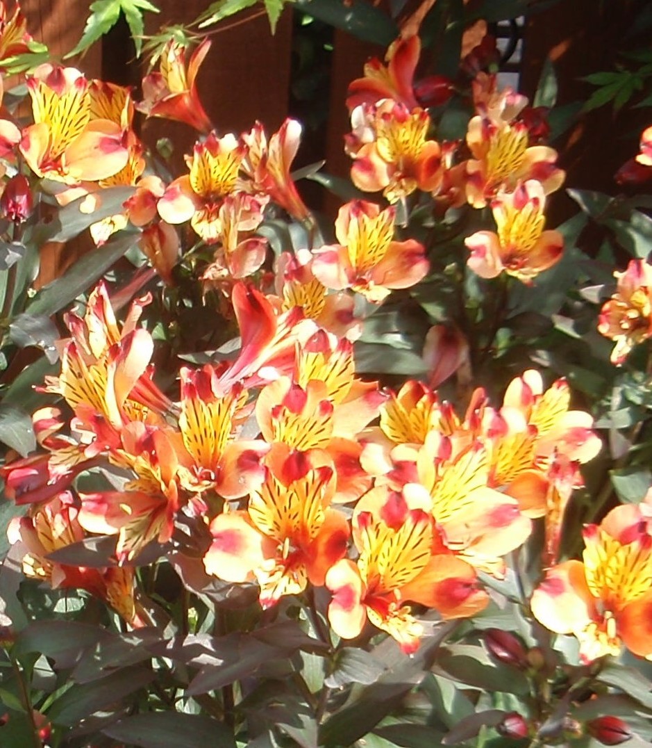 Very hot even here in Scotland today! Today's little haiku:
fiery blossoms
showing off in summer sun
nectar for the bees.
#HaikuSaturday #haiku #poetryforthesoul