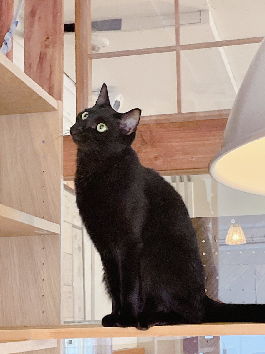 お前らにもかわいい猫ちゃんをお裾分けしてやる…😈♡