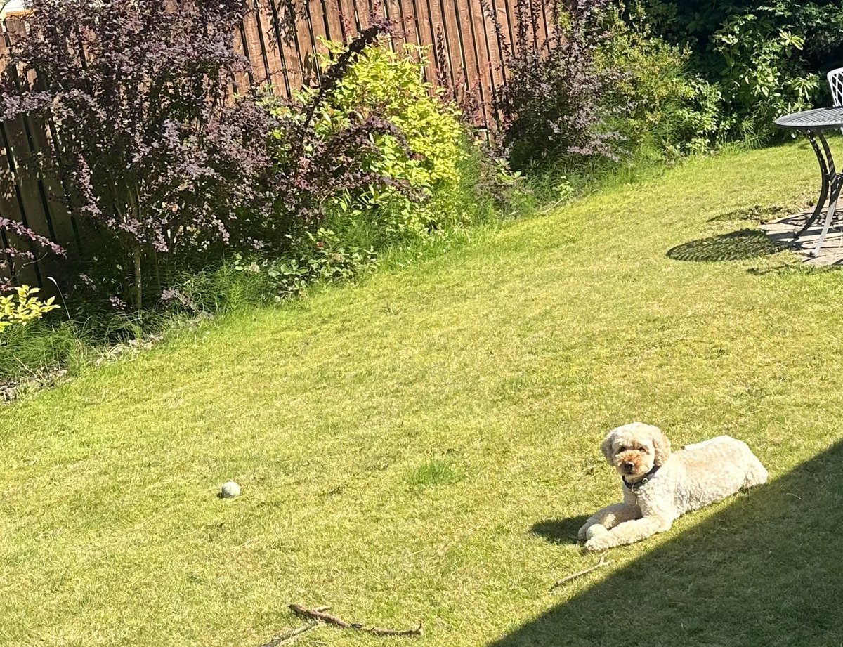 Today I’m having a pool pawty!! Big cousin Barney’s here but he doesn’t want to get his fur wet &amp; is busy just sun puddling😂 I think he’s being a diva dog! I may manage to entice him in later. I’ll keep you posted…..🐾🐾 #staycool #doubledoodles #heatwave