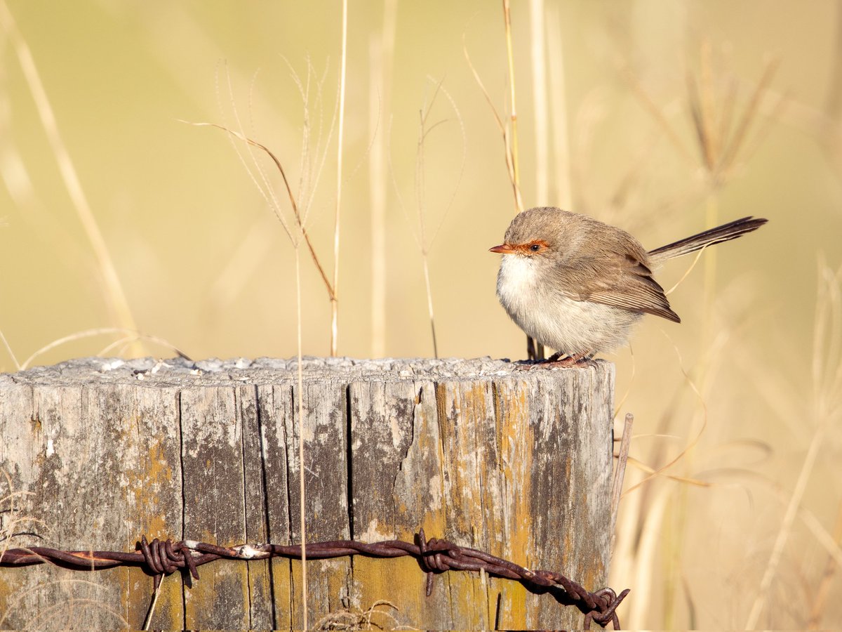 hello_zander's tweet photo. Winter Fairywrens 💙 🤎 https://t.co/bU7yjjUeNg
