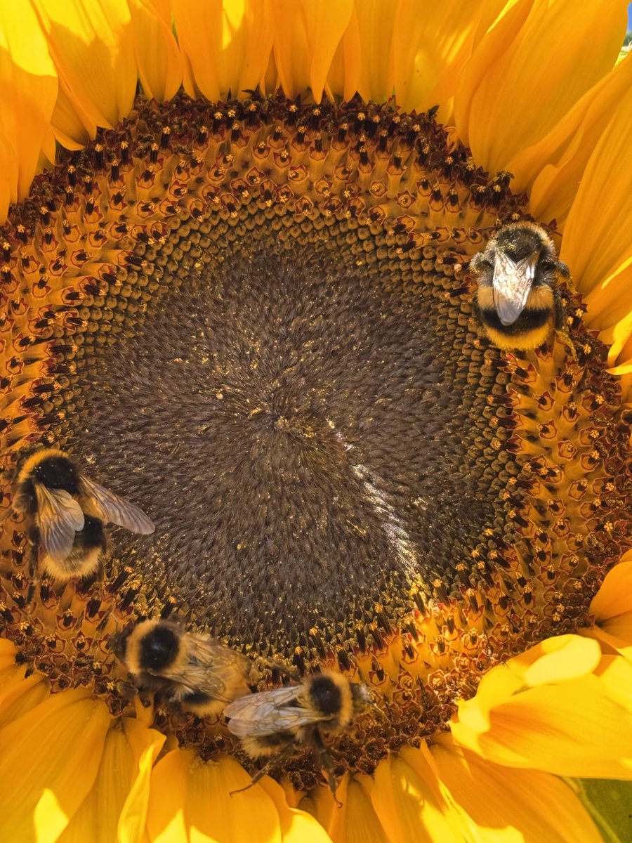 I planted sunflowers with our grandson Emilio. Grown to 61/2 foot now. The bees loving them 🐝🌻