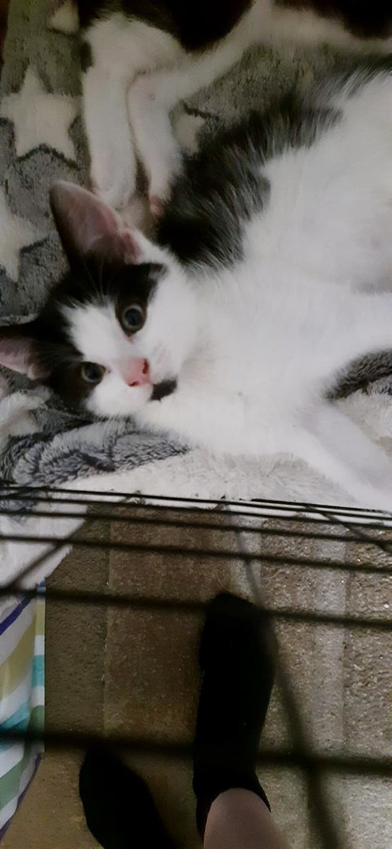 MNashCatRescue's tweet image. Kitten season has started! Bonded brothers Milo and Leo are playful, full of mischief & affectionate. They’ll make a wonderful addition to any family so please #AdoptDontShop this #Caturday. #Buckinghamshire
