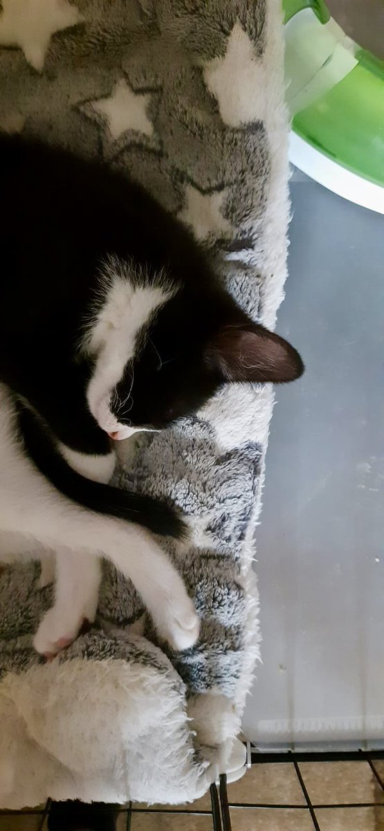 MNashCatRescue's tweet image. Kitten season has started! Bonded brothers Milo and Leo are playful, full of mischief & affectionate. They’ll make a wonderful addition to any family so please #AdoptDontShop this #Caturday. #Buckinghamshire