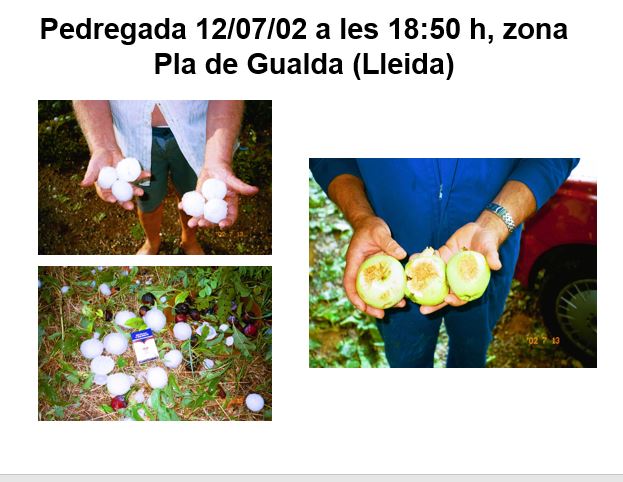 AdvTerresPonent's tweet image. 📆Tal dia com avui, el 12 de juliol de 2002, una forta pedregada va afectar el Pla de Lleida, la zona més perjudicada va ser l'horta de Lleida. Pedres de la mida d'ous de gallina (aprox.). #Efemèride #Pedregada #Lleida