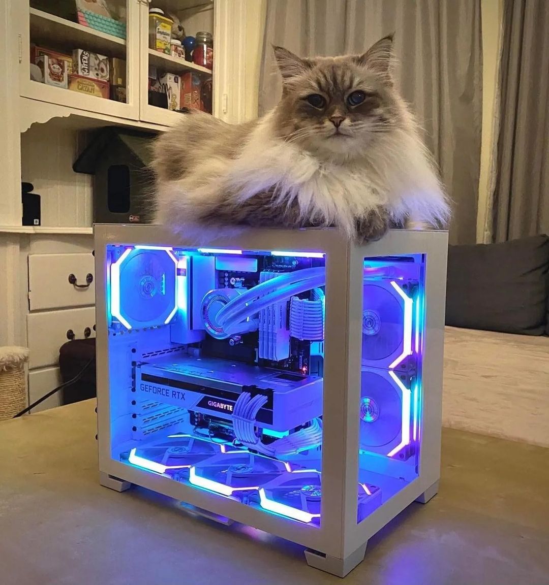 It's CATURDAY! Show us those fluffy friends 😻