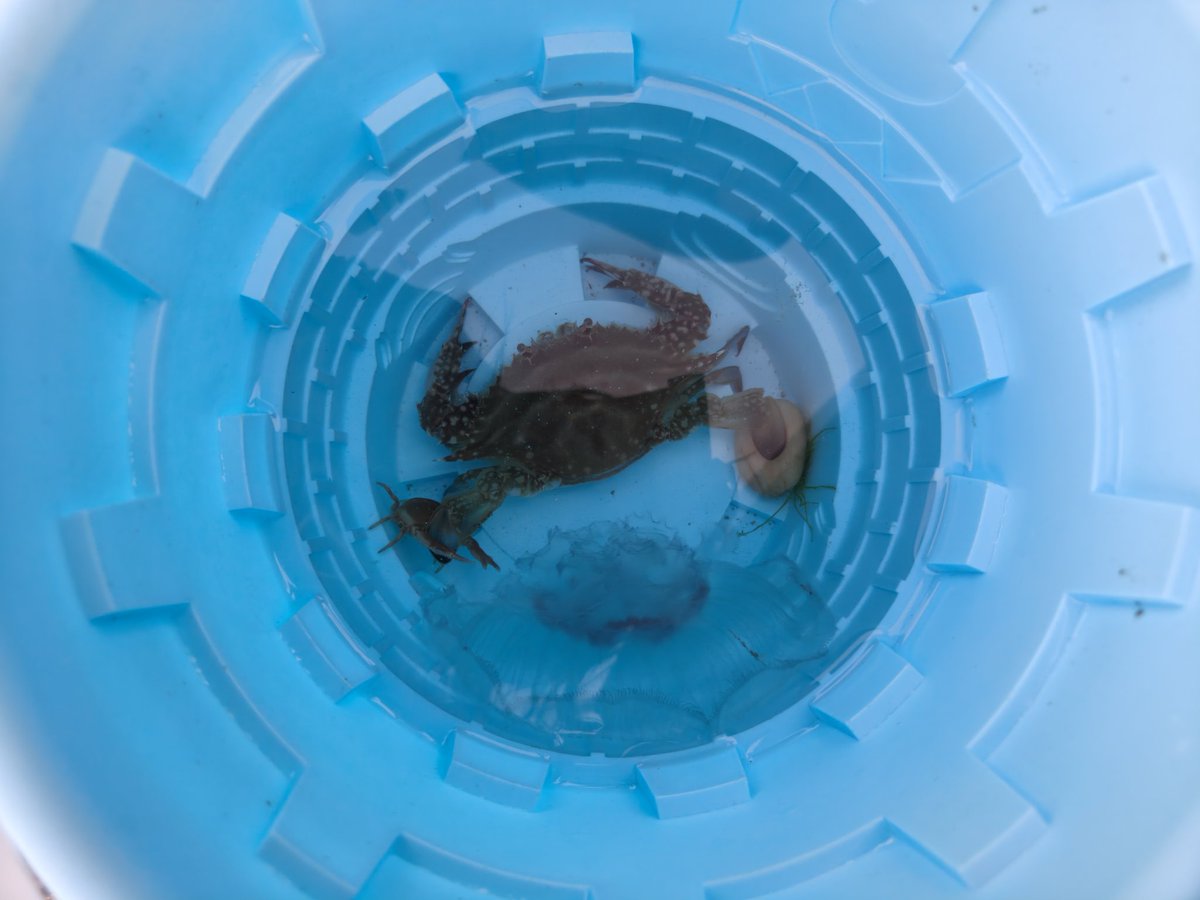 ImVillem's tweet image. caught a jellyfish (eatable) and two crabs in the sea😂 we were receiving foods