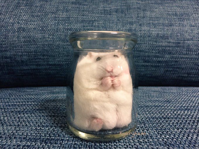 hamster tweet media