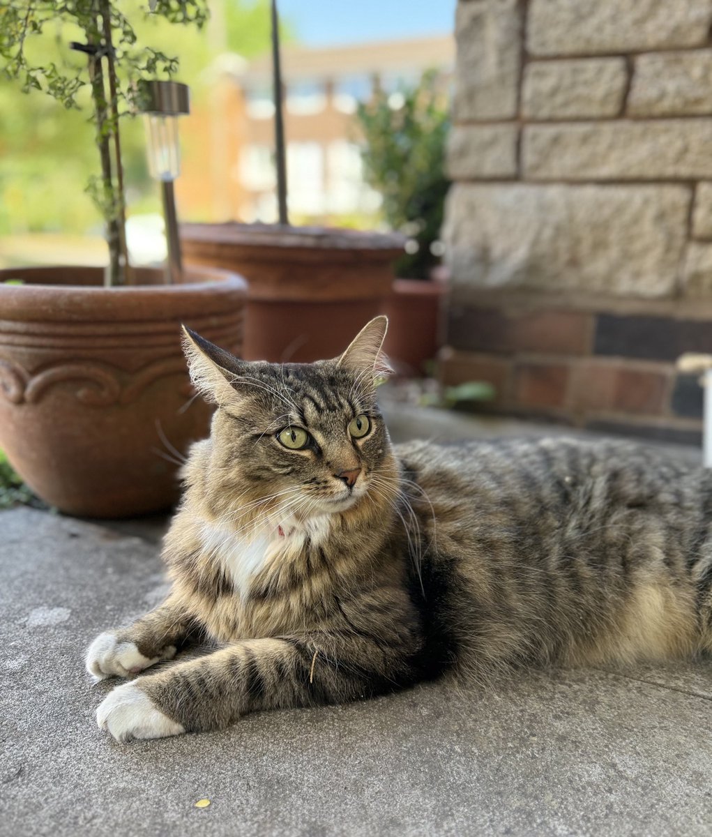 Thank you all for the birthday love! Feeling incredibly lucky to have such amazing friends and followers. Today, I'm just going to relax and hide in a nice shady spot. #Caturday