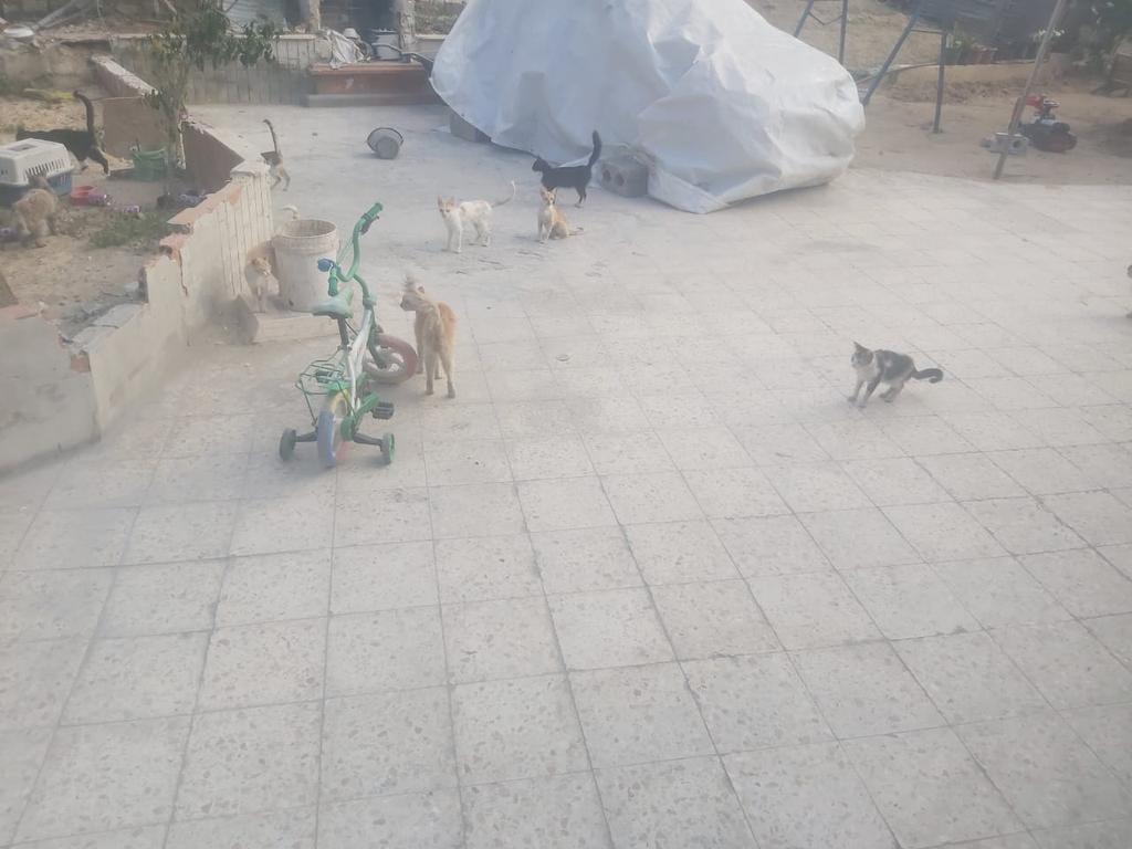 No one understands that you face shocks with complete silence... that you smile in a situation that makes you cry. No one understands the meaning of burning from the inside while you are at the peak of steadfastness..
The biggest shock you face in your life is to adapt...to get