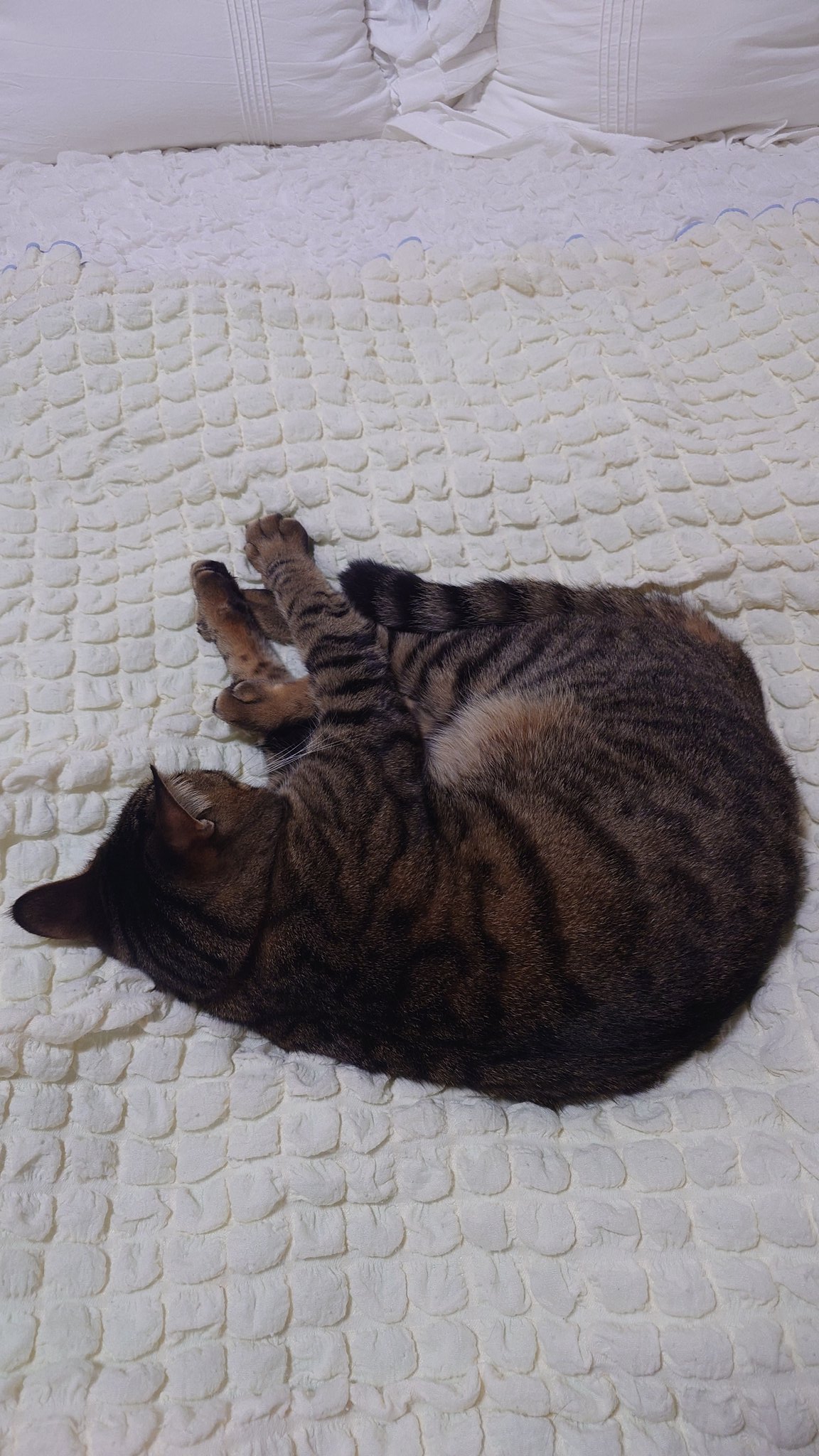 ⭐︎ここちぁページ⭐︎のびねこ39 ⭐︎ここちぁ様専用ページ⭐︎のびねこ39