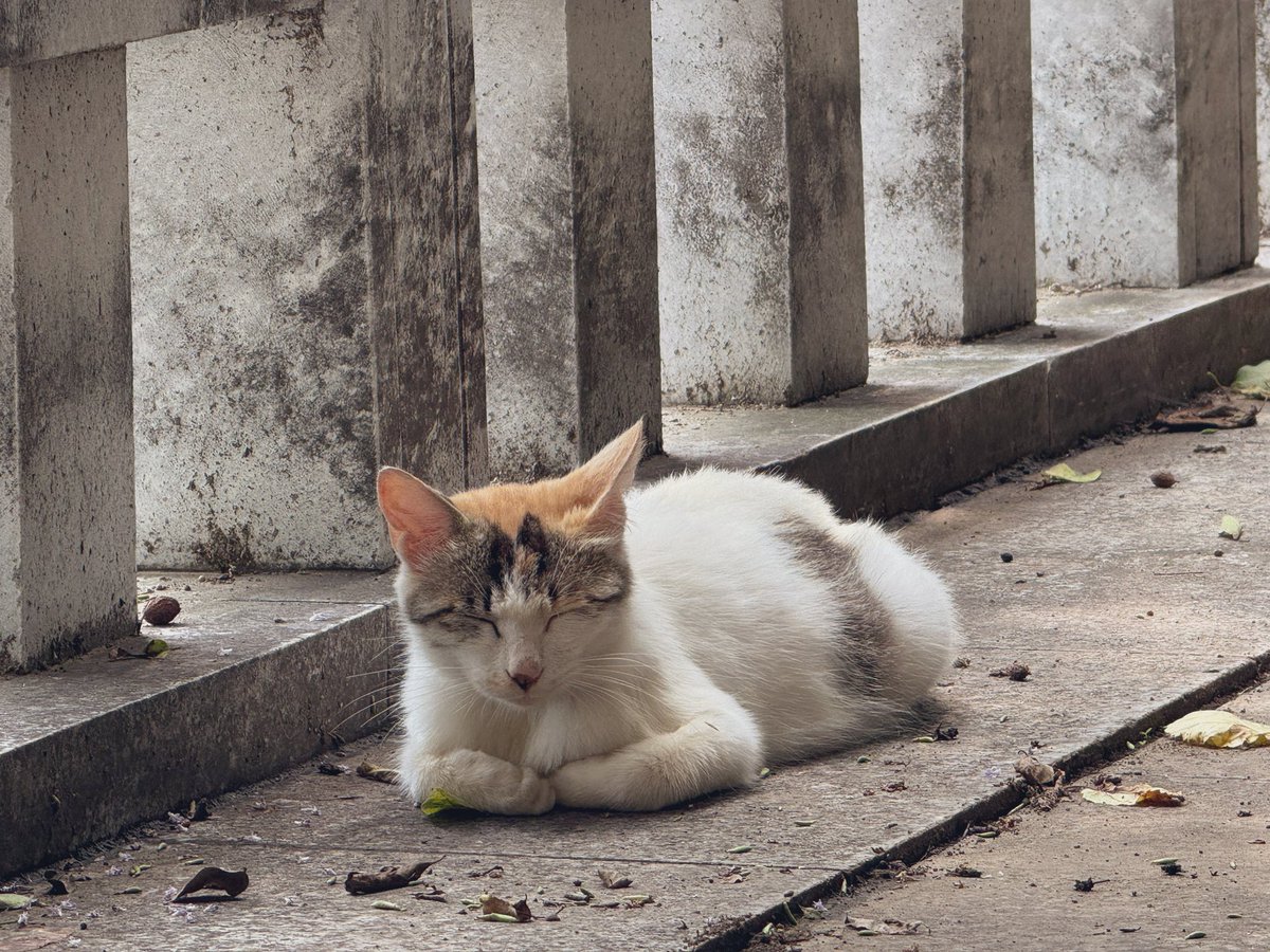 Take a very long ropeway and see a cute 🐈 on the top of the mountain.