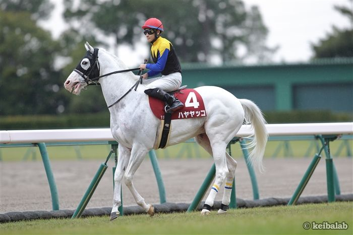 keibalab's tweet image. 【白って200色あんねん】
#マルガ #ソダシ #ハヤヤッコ #アマンテビアンコ 
keibalab.jp/db/horse/20231…