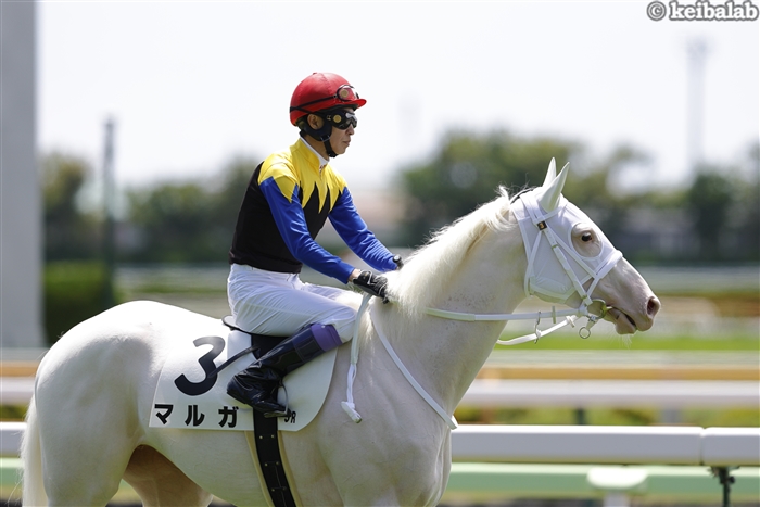 keibalab's tweet image. 【白って200色あんねん】
#マルガ #ソダシ #ハヤヤッコ #アマンテビアンコ 
keibalab.jp/db/horse/20231…